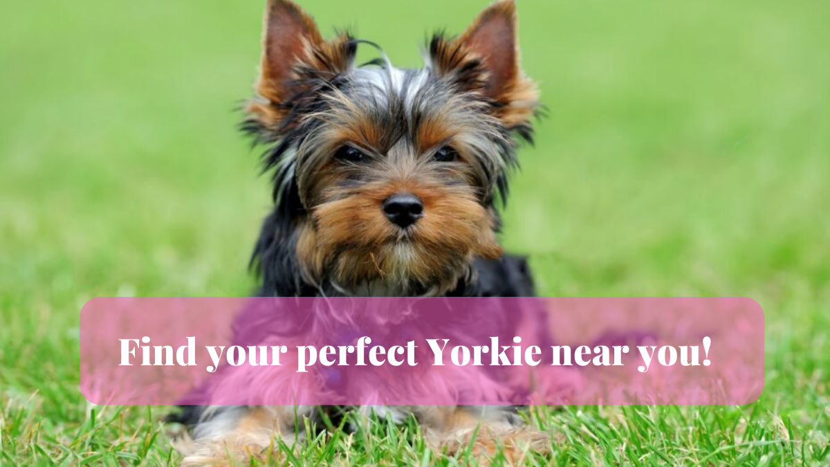 Find your perfect Yorkie near you!